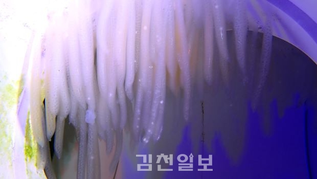 [특집] 국내 최초, 한치 인공 부화 성공!